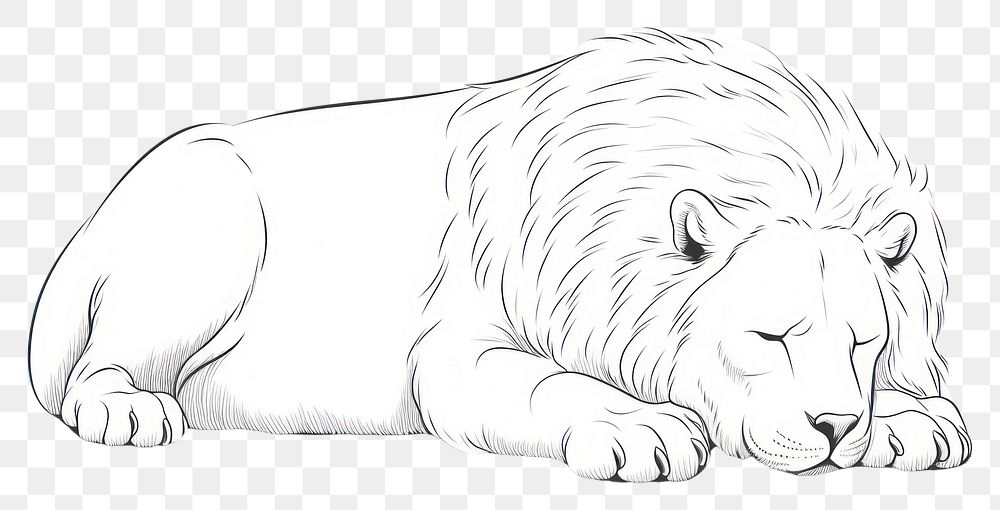 PNG Lion sleeping sketch wildlife drawing.