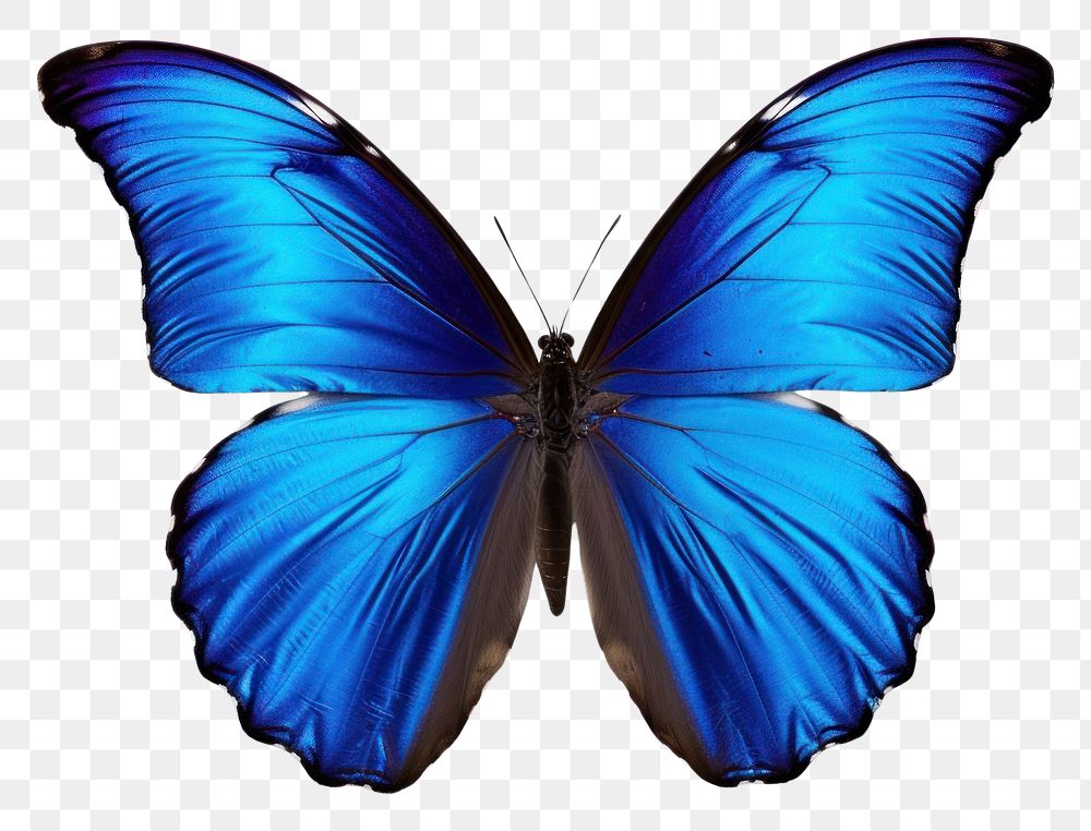 PNG Blue butterfly animal insect white background.