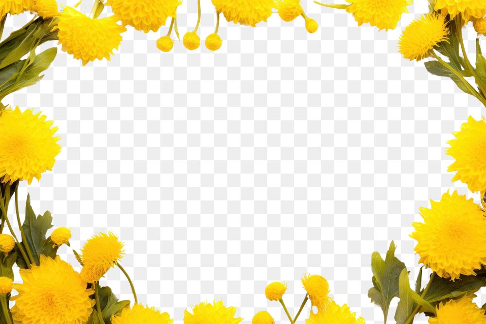 PNG Yellow dandelions backgrounds flower plant.