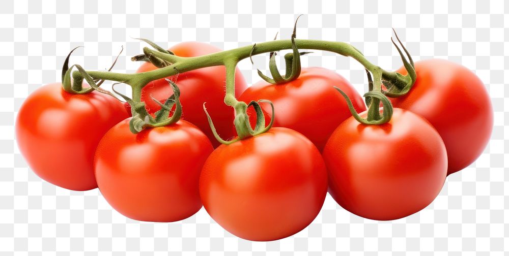 PNG Fresh juicy red ripe tomatoes vegetable fruit plant.