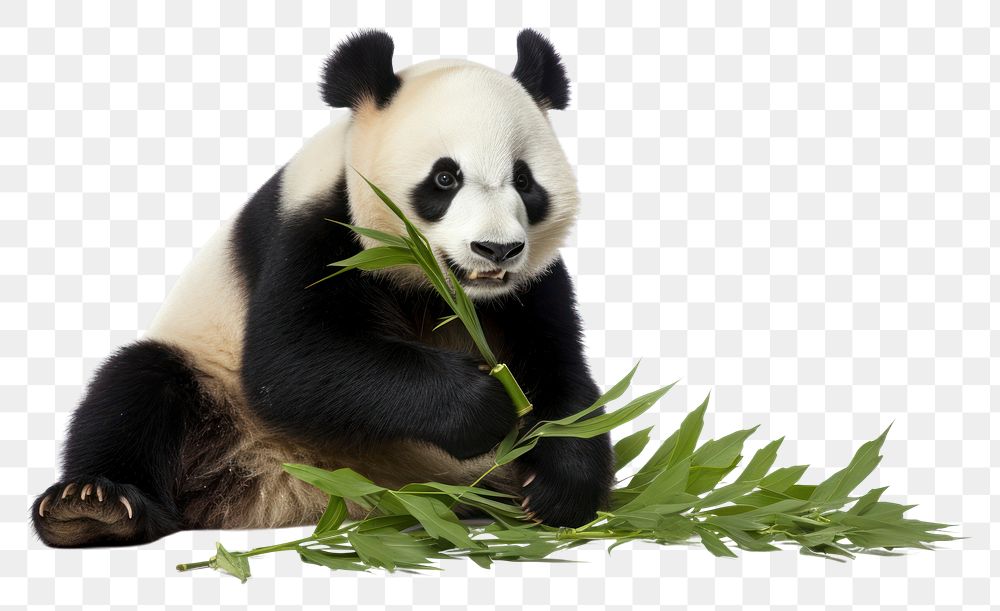 PNG Panda wildlife animal mammal. | Premium PNG - rawpixel