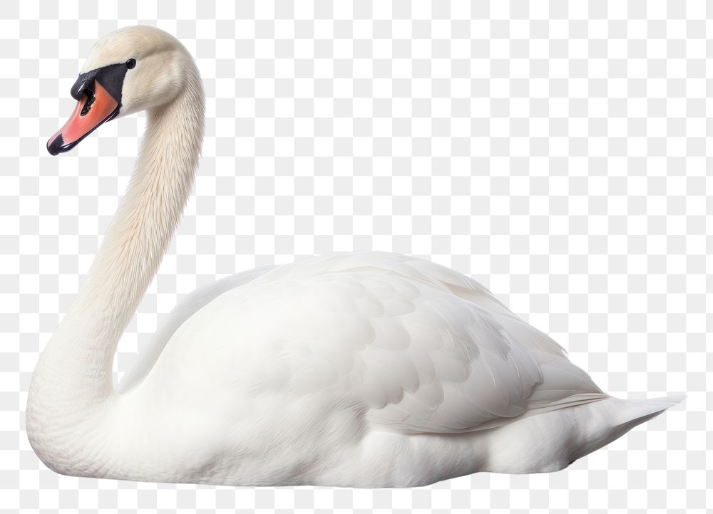 PNG Swan animal white bird