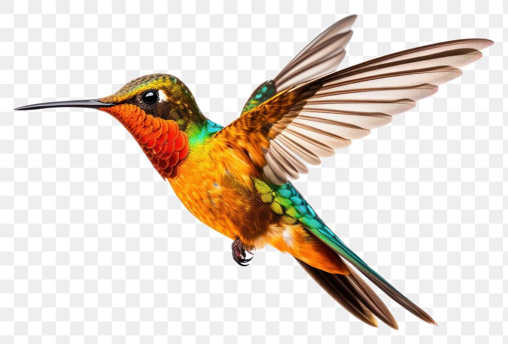 PNG Humming bird hummingbird wildlife animal