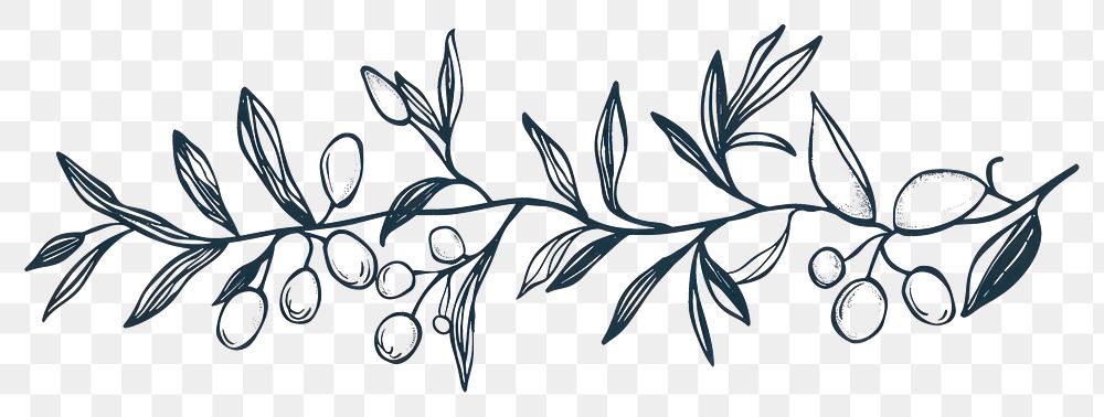 PNG Divider doodle of mistletoe drawing sketch line