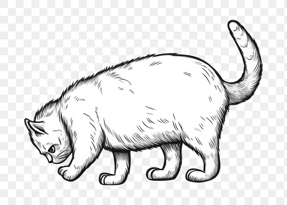 PNG Cat cleaning itself sketch drawing animal.