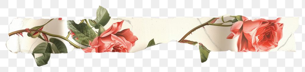 PNG Horizontal rose pattern paper strip tape flower plant petal