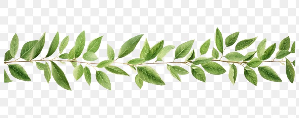 PNG Horizontal leaf pattern paper strip tape plant herbs tree