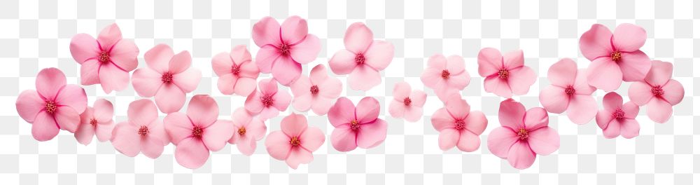 PNG Pink flower pattern adhesive strip petal plant white background.
