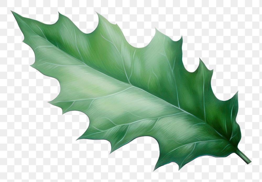 PNG Holly leaf plant tree white background.