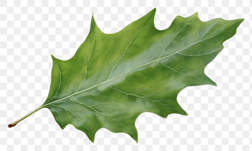 PNG Holly leaf plant holly tree.