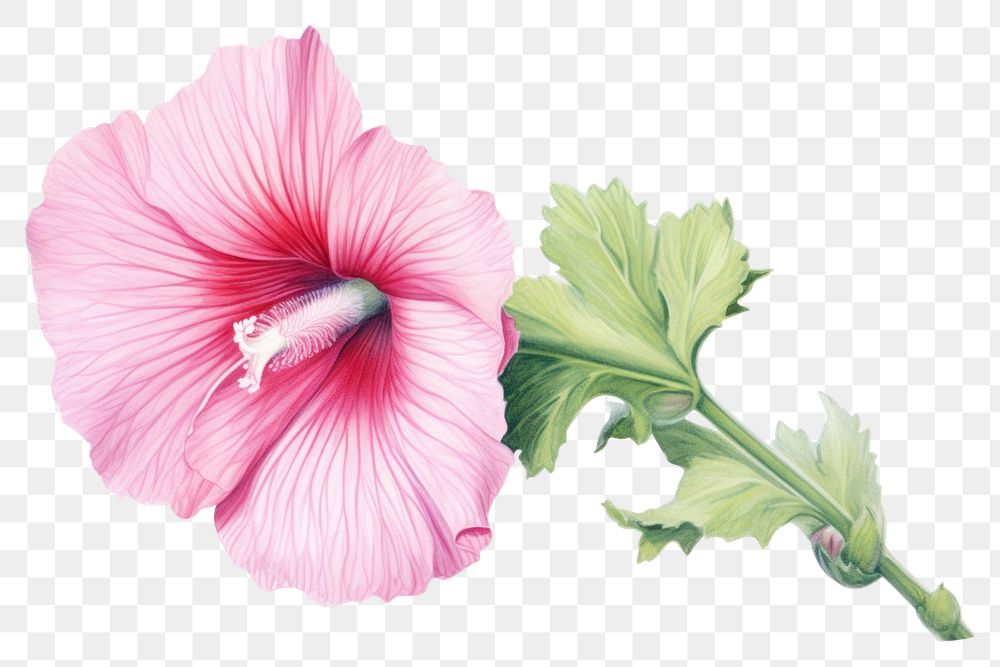 PNG Pink hollyhock hibiscus flower plant.
