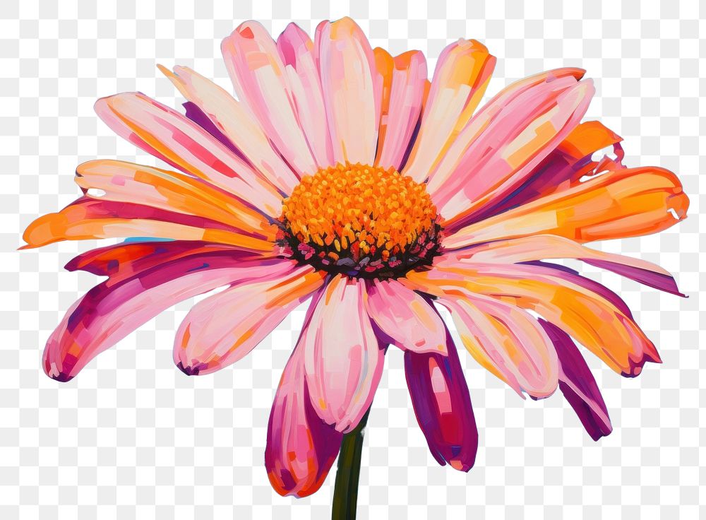 PNG  Daisy painting blossom flower.