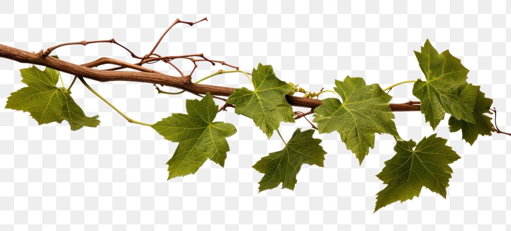 PNG Grape leaves vine plant branch grape leaf.