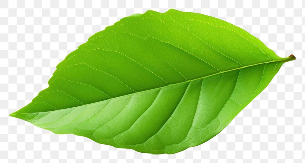 PNG Green apple leaf plant green white background.