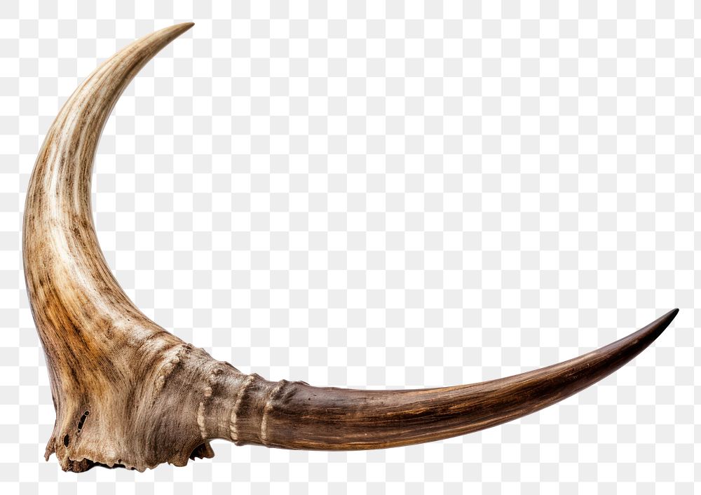 PNG Raw horn antler white background electronics.