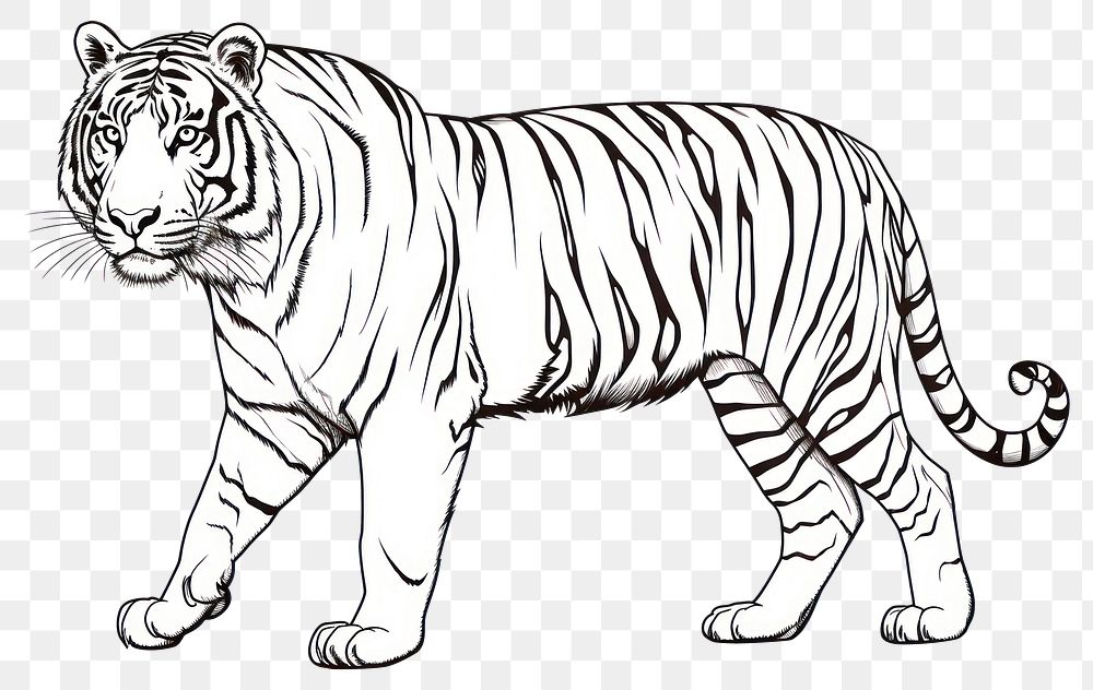 PNG Tiger sketch wildlife drawing.