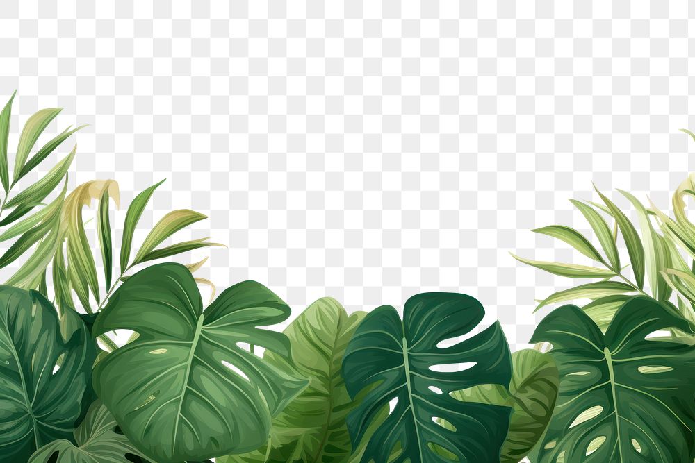 PNG Monstera backgrounds vegetation outdoors.