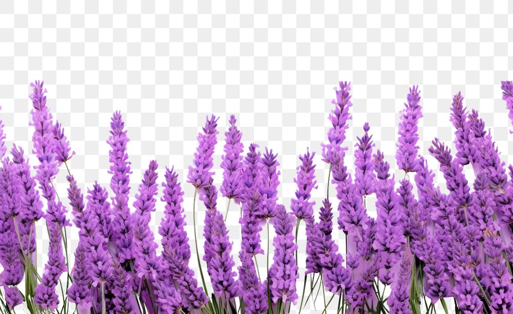 PNG Lavender blossom flower purple.