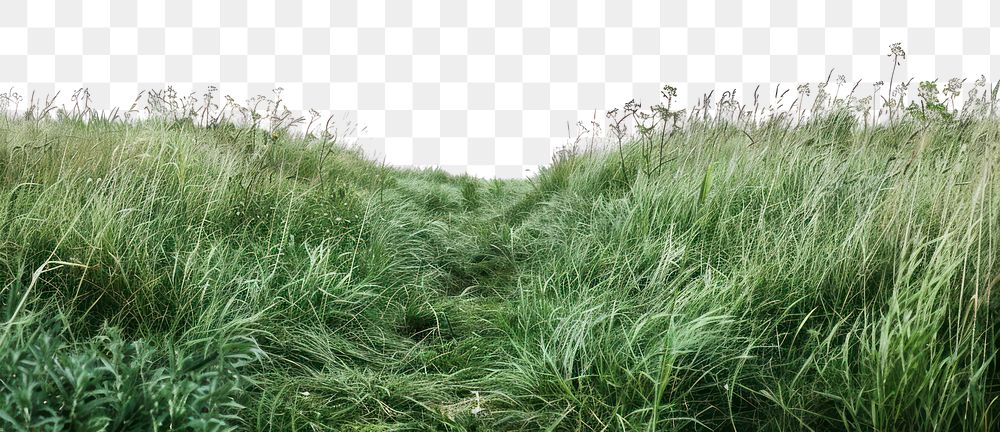 PNG A grass field grassland outdoors nature.
