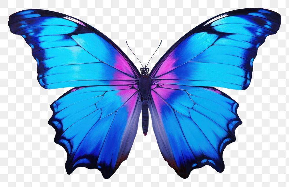 PNG Blue morpho butterfly animal insect invertebrate.