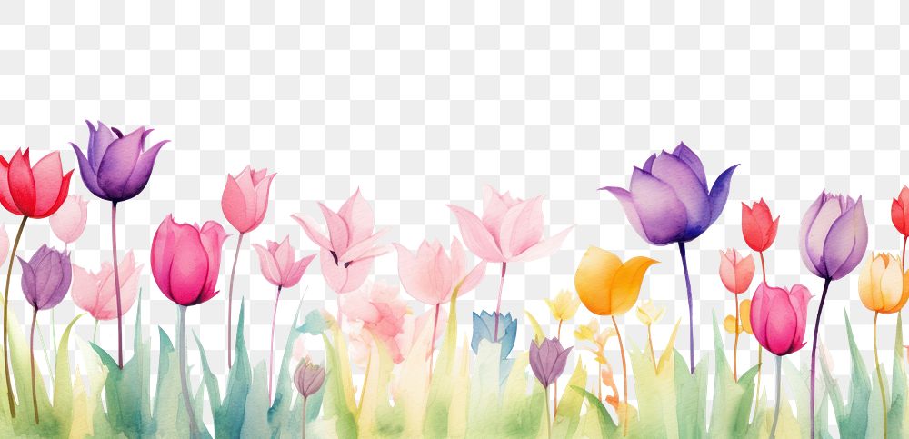 PNG Tulip flowers border watercolor backgrounds outdoors nature.
