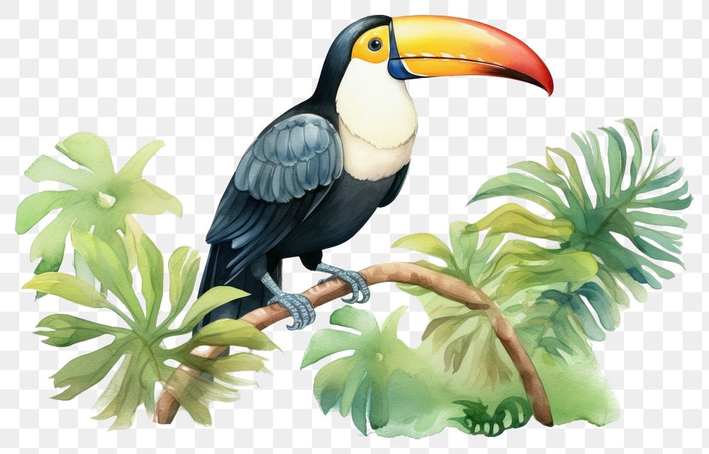 PNG Toucan in jungle border outdoors animal nature.