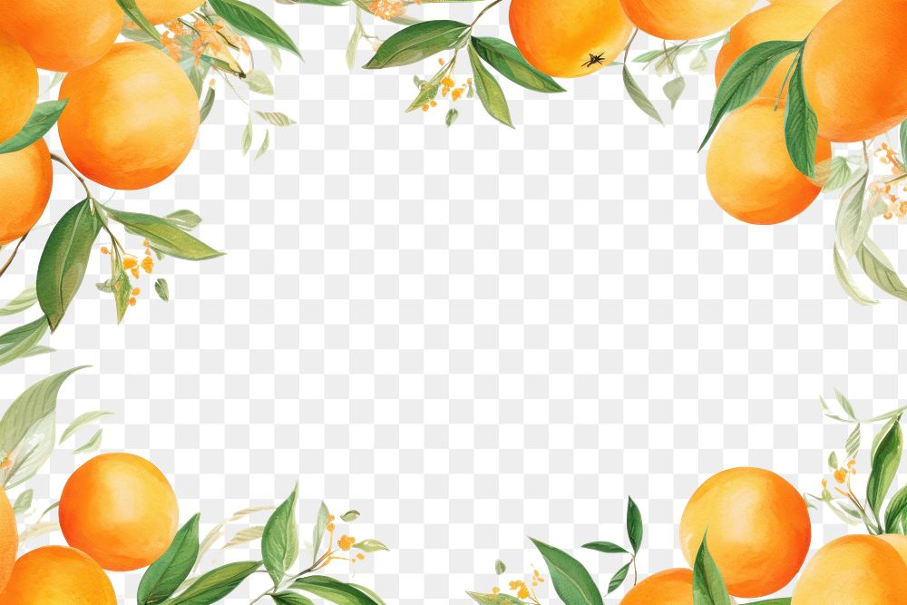 PNG Orange fruits border watercolor backgrounds grapefruit plant.