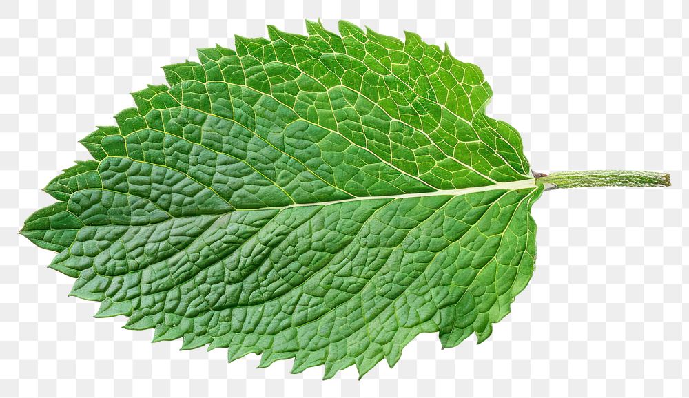 PNG Mint leaf plant herbs mint