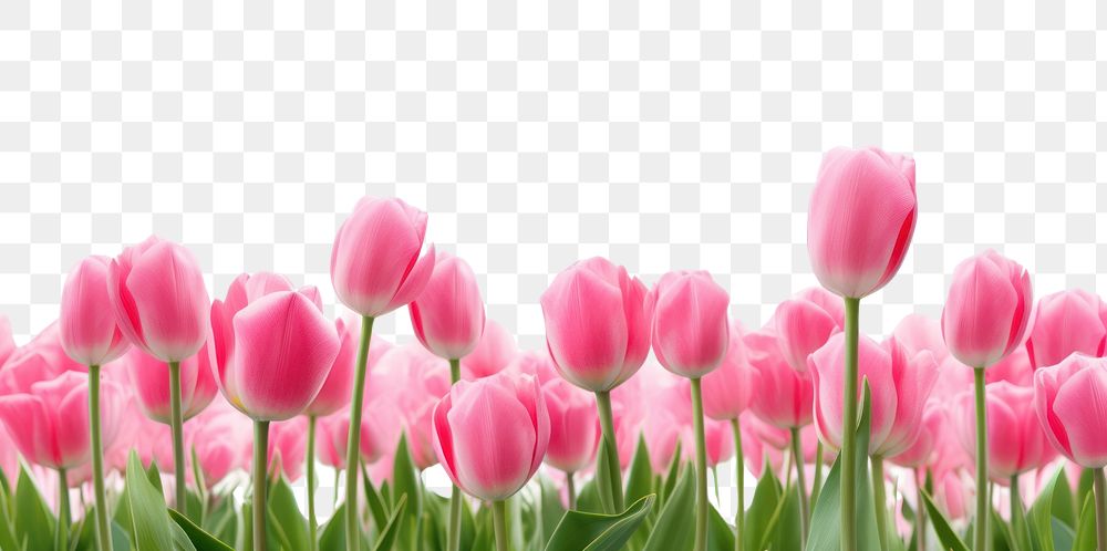 PNG Tulip backgrounds outdoors blossom