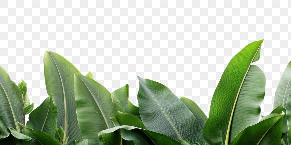 PNG Backgrounds outdoors nature plant.