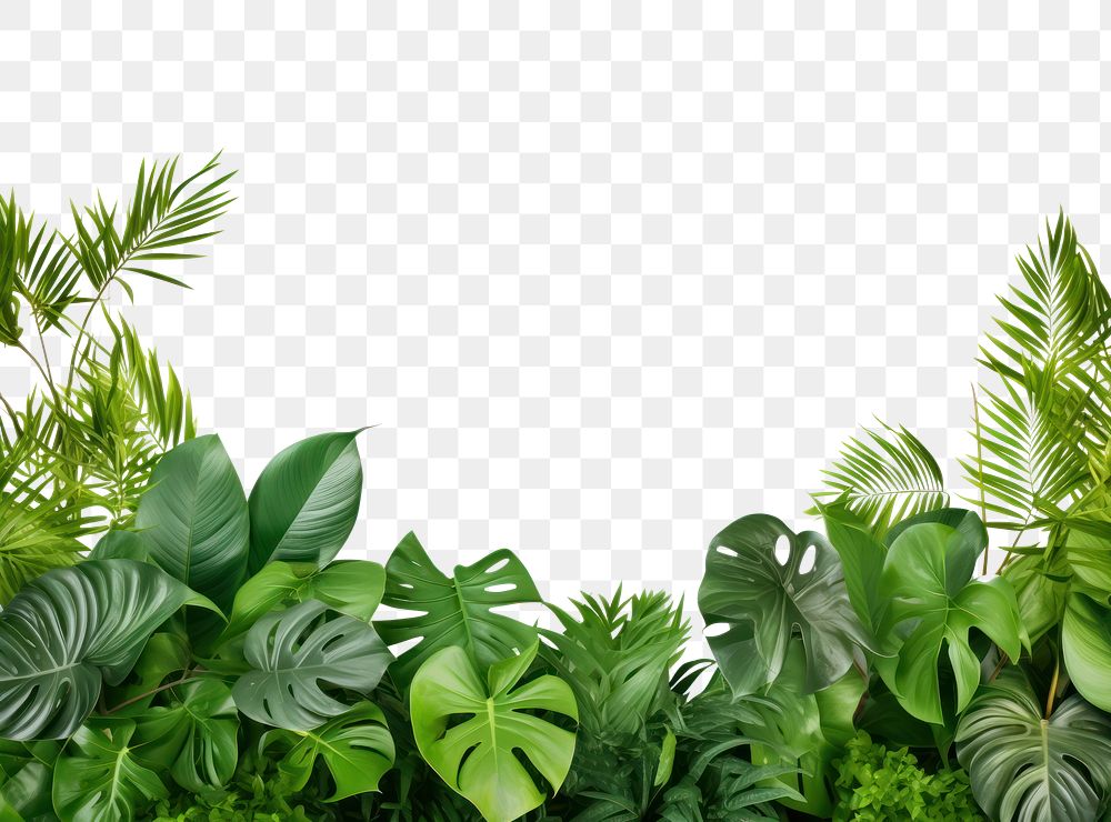 PNG Green backgrounds vegetation outdoors.