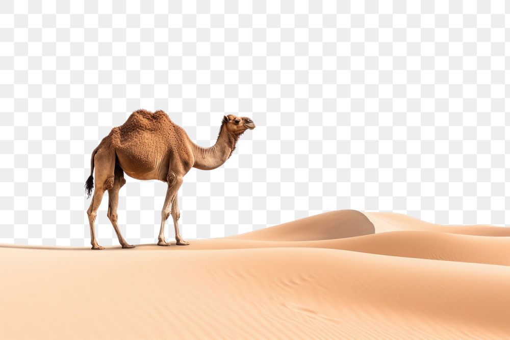 PNG Desert with camel outdoors mammal animal.