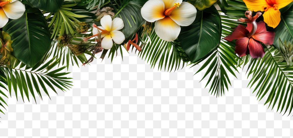 PNG Flower backgrounds outdoors nature