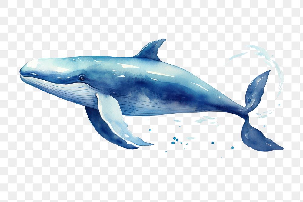 PNG Whale dolphin drawing animal.