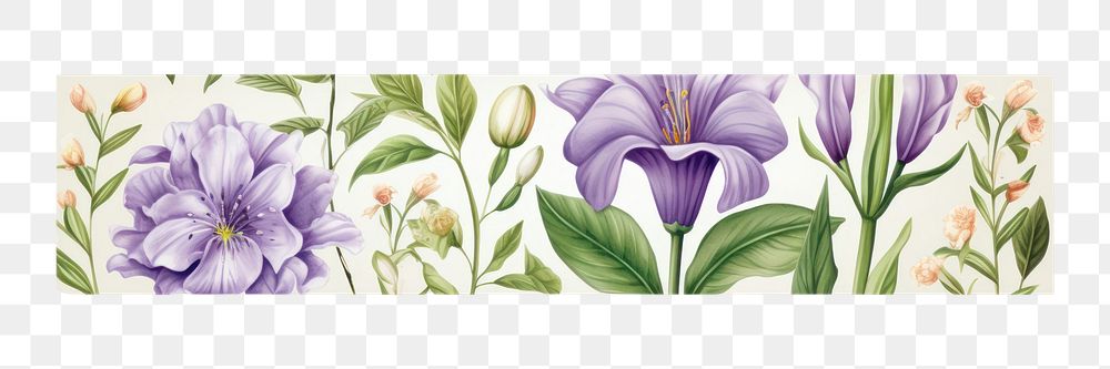 PNG Flower illustration pattern adhesive strip plant white background inflorescence.
