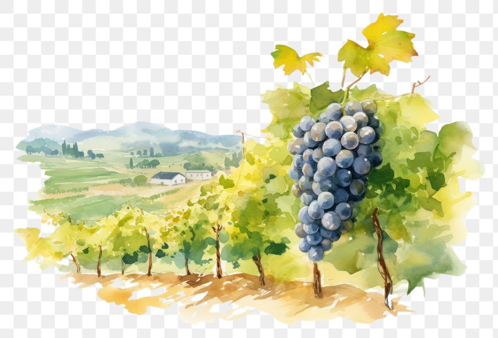 PNG Vineyard painting grapes landscape.