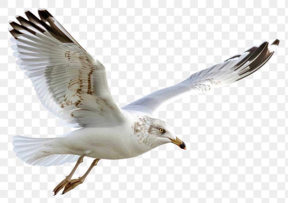PNG Flying Ring-Billed Gull flying seagull animal.