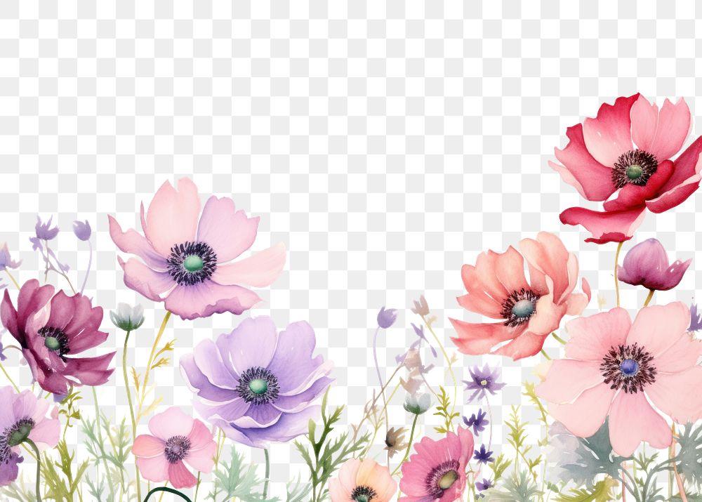 PNG Anemone border watercolor backgrounds outdoors blossom.