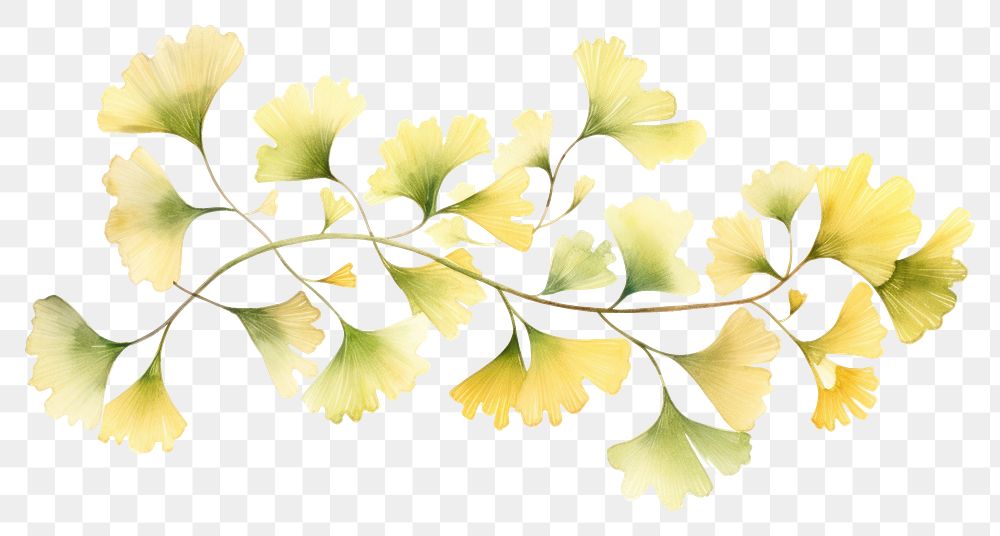 PNG Ginkgo border watercolor pattern flower plant.
