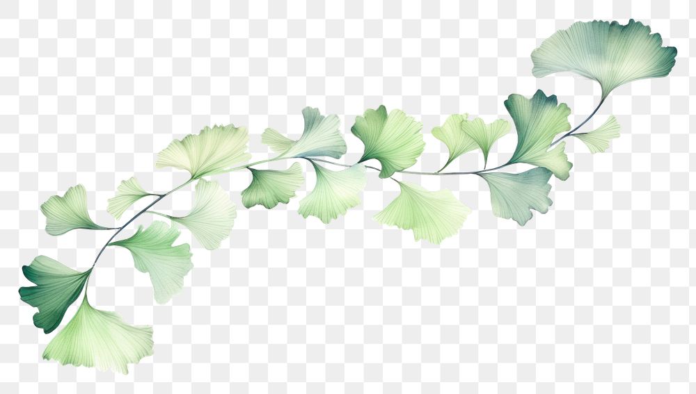 PNG Ginkgo frame watercolor plant leaf white background.