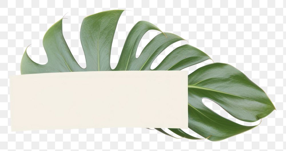 PNG  Tape stuck on the monstera leaf plant white background rectangle.