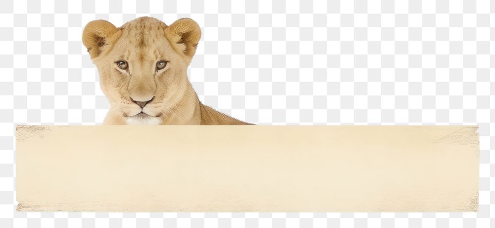 PNG Tape stuck on the lion wildlife mammal animal.