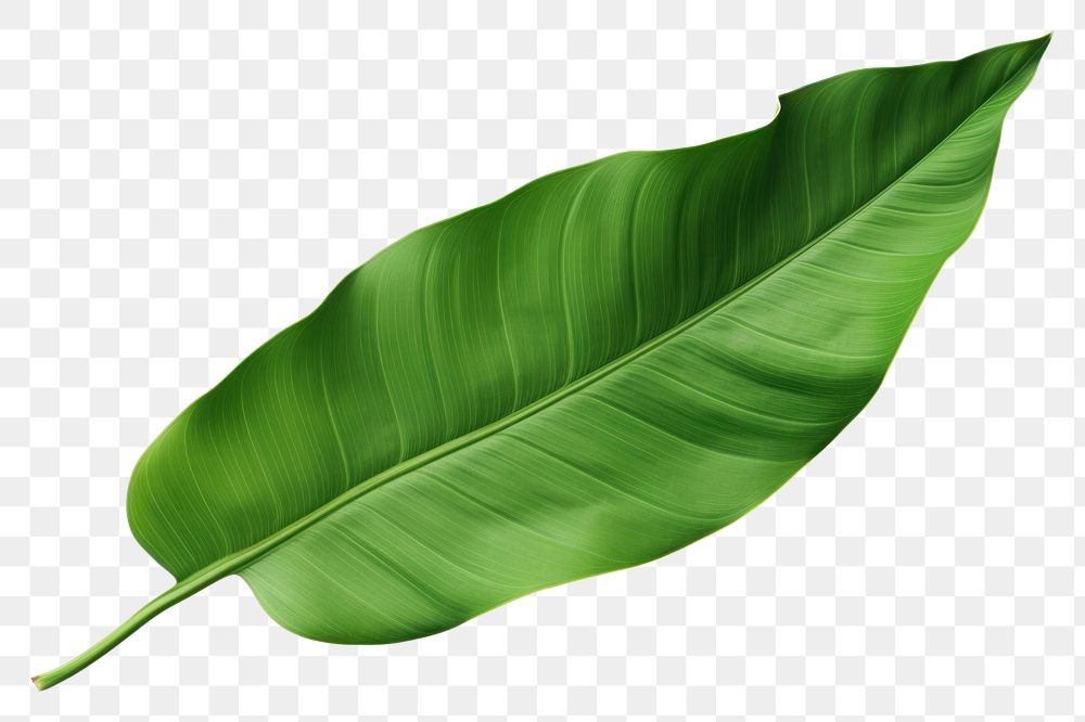 PNG Banana leaf plant green white background.