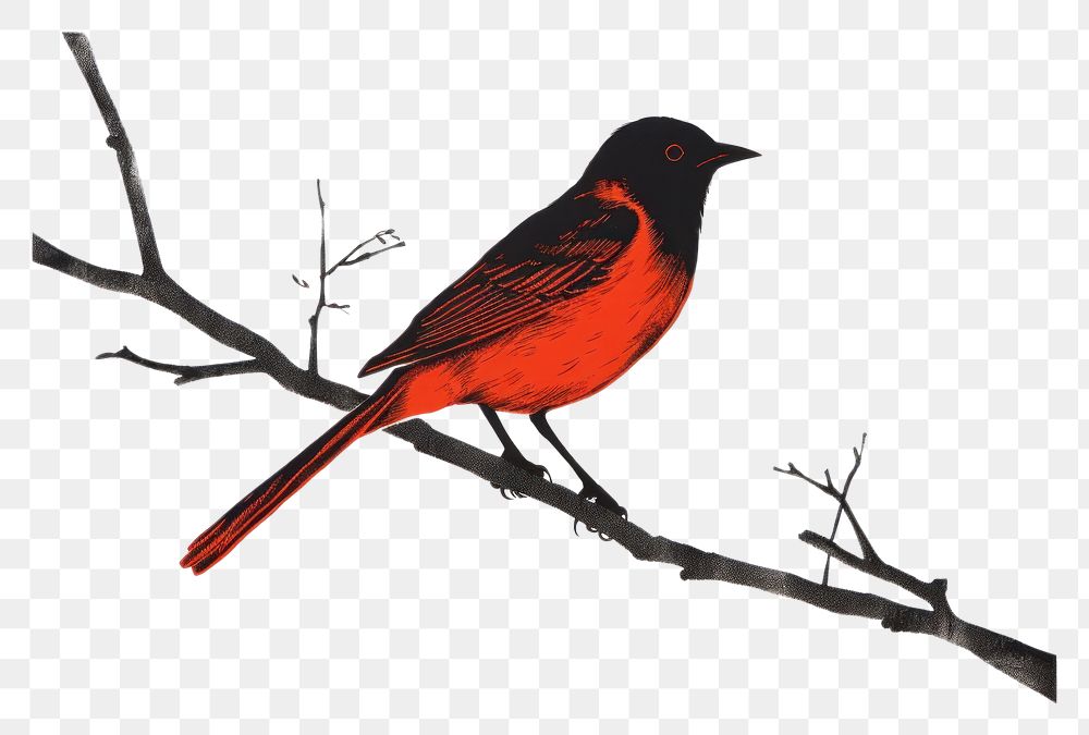 PNG Bird animal beak red.