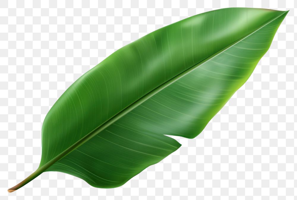 PNG Banana leaf plant freshness fragility.