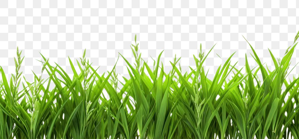 PNG Rice plant border backgrounds grass green.