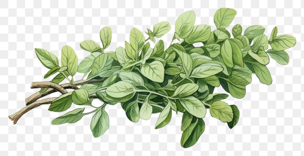 PNG Dry oregano herb herbs plant leaf.