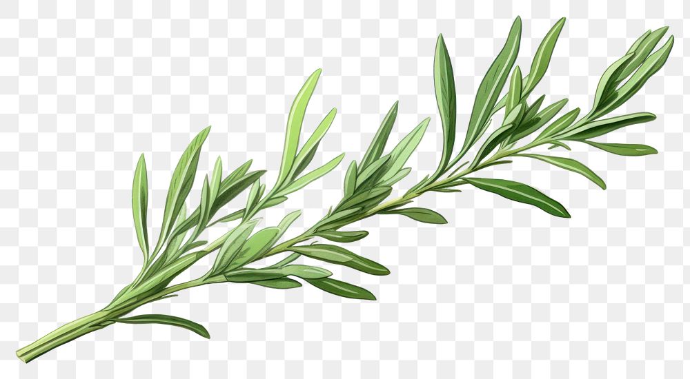 PNG Tarragon herb herbs plant leaf.
