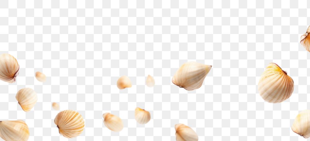 PNG Shells backgrounds garlic white background.