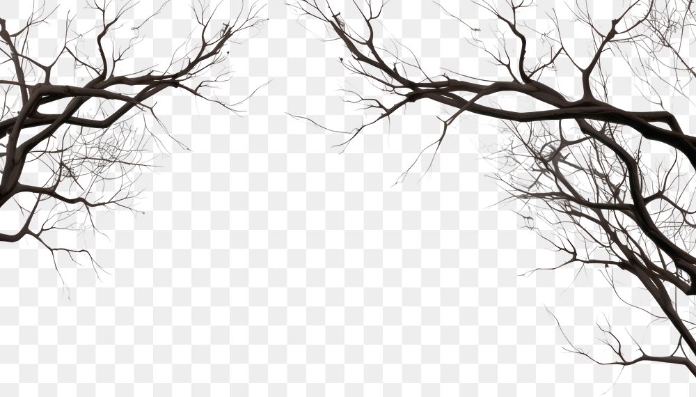 PNG Tree branches backgrounds outdoors nature.